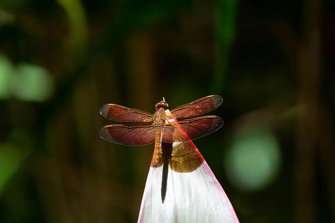 Dragonfly — transformation and light