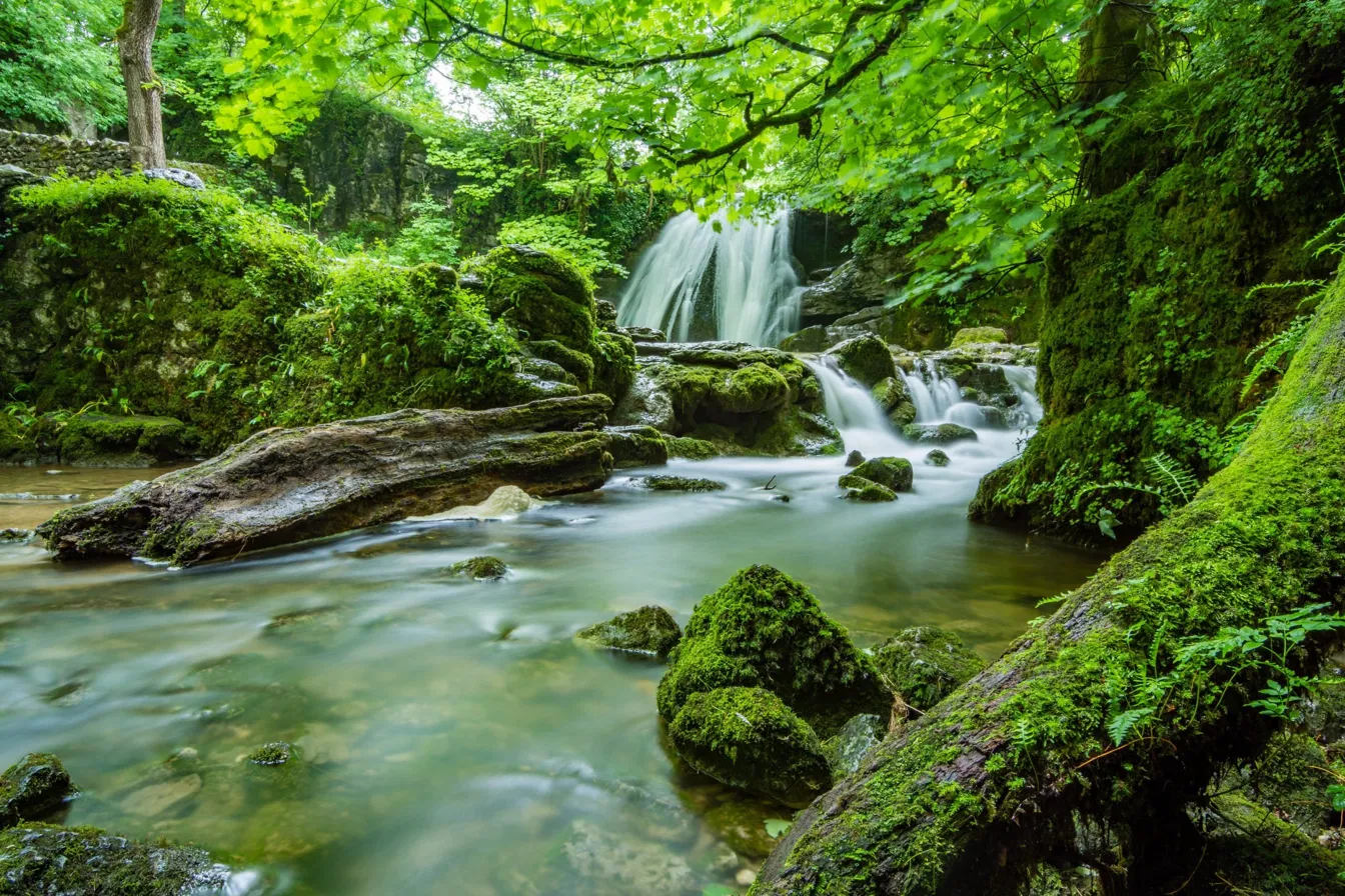 Lush forest waterfall — your wellspring